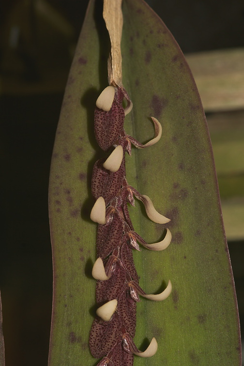 Pleurothallis-strupifolia-Brazil-SBOE-2012-07-29-IMG 6300