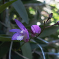 indet-Dendrobium-violet-flowered-SBOE-2012-07-29-IMG_2318.jpg