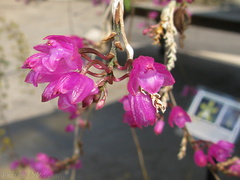 indet-orchid-delicate-purple-flowers-sbof-2008-07-12-img 0170