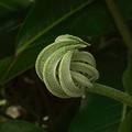 palmate-leaf-unfolding-sboe-2011-03-12-IMG 7228