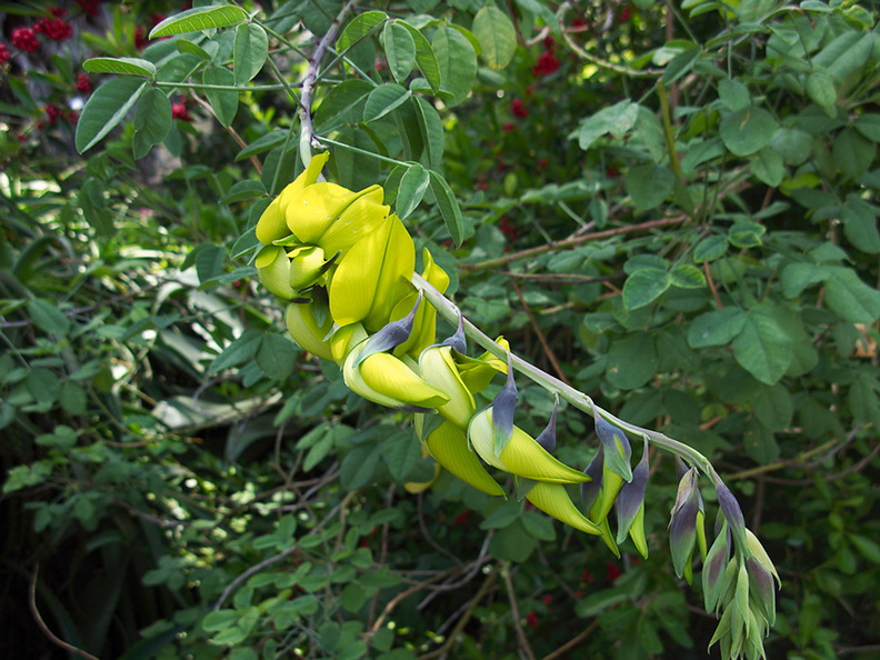 yellow-legume-striking-SBOE-2012-07-15-IMG_2232.jpg