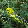 yellow-legume-striking-SBOE-2012-07-15-IMG_2232.jpg