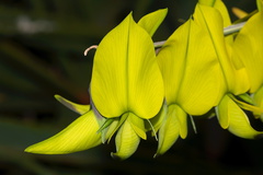 yellow-papilionoid-legume-SBOE-2012-07-29-IMG 6335