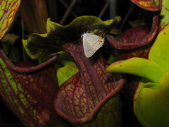 butterfly-white-on-Sarracenia-sboe-2008-07-12-img 0101