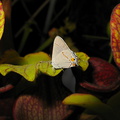 butterfly-white-on-Sarracenia-sboe-2008-07-12-img 0102