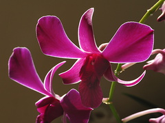 Dendrobium-purple-sarah-2008-11-21-IMG 1581