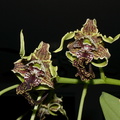 Dendrobium-spectabile-2011-10-15-IMG 3407