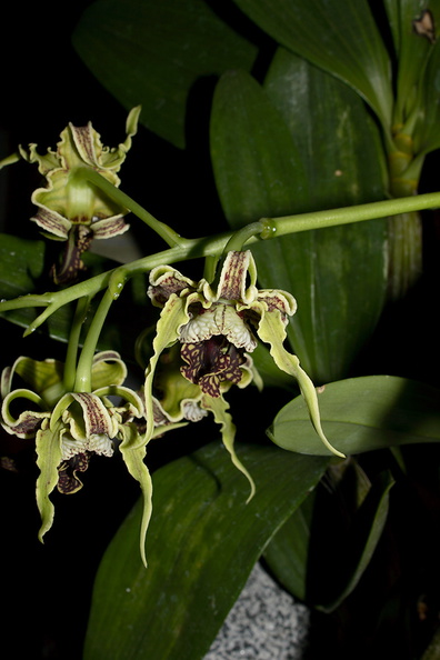 Dendrobium-spectabile-2011-10-15-IMG_3409.jpg