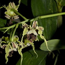Dendrobium-spectabile-2011-10-15-IMG 3409