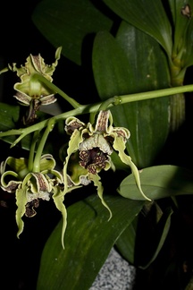 Dendrobium-spectabile-2011-10-15-IMG 3409