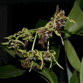 Dendrobium-spectabile-2011-10-16-IMG_3412.jpg