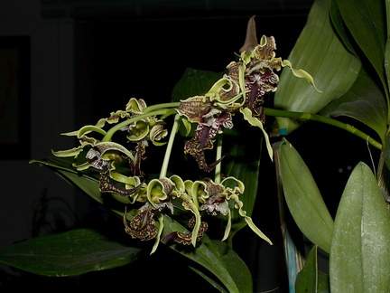 Dendrobium-spectabile-2011-10-16-IMG 3412