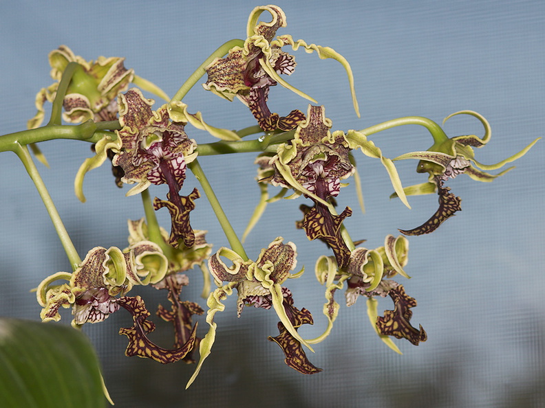 Dendrobium-spectabile-2012-06-19-IMG 5418