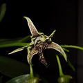 Dendrobium-spectabile-bud-opening-2011-10-11-IMG_9872.jpg