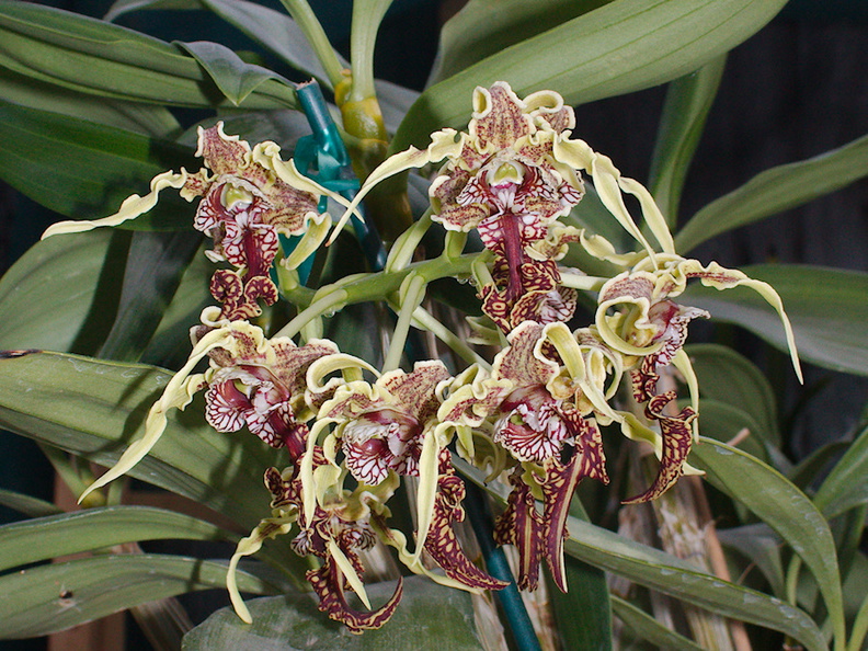 Dendrobium-spectabile-in-full-bloom-2014-03-27-IMG_9956.jpg