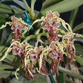 Dendrobium-spectabile-in-full-bloom-2014-03-27-IMG_9956.jpg