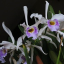 orchids-garden-house