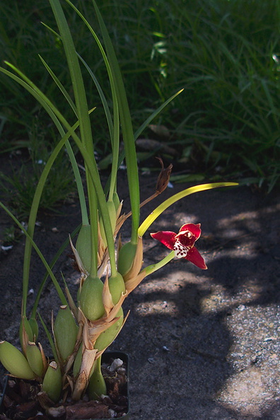 Maxillaria-tenuifolia-2012-04-17-IMG_1562.jpg