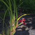 Maxillaria-tenuifolia-2012-04-17-IMG_1562.jpg