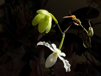 Paphiopedilum-niveum-opening-bud-and-flower-2009-11-03-IMG 3453