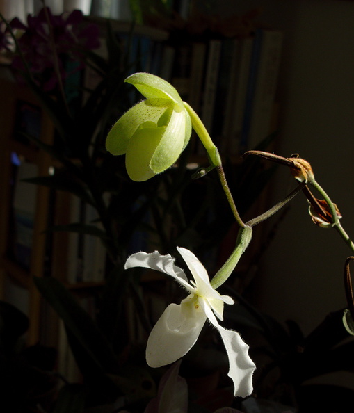 Paphiopedilum-niveum-opening-bud-and-flower-2009-11-03-IMG 3457