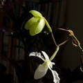 Paphiopedilum-niveum-opening-bud-and-flower-2009-11-03-IMG_3457.jpg