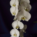 Phalaenopsis-white-2010-07-8-IMG 6302