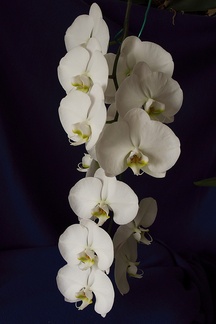Phalaenopsis-white-2010-07-8-IMG 6302