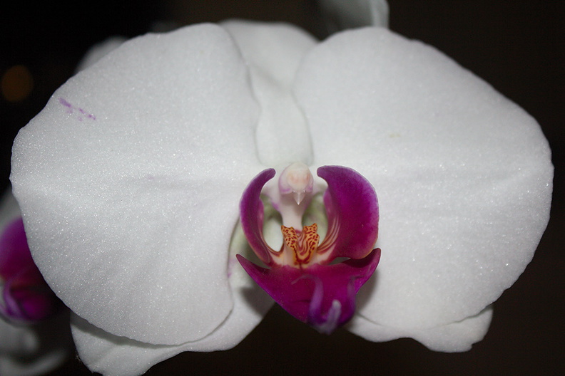 Phalaenopsis-white-purple-lip-2012-06-26-IMG_5438-2.jpg