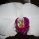 Phalaenopsis-white-purple-lip-2012-06-26-IMG 5438-2
