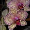 Phalaenopsis-yellowish-red-veined-2012-06-26-IMG 5438-2