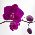 burgundy-Phalaenopsis-2013-05-26-IMG 0883
