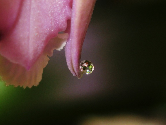cattleya-nectar-drops-2008-11-16-IMG 1571