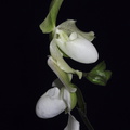 paphiopedilum-white-multiflowered-2008-08-09-IMG_1167.jpg