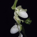 paphiopedilum-white-multiflowered-2008-08-09-IMG 1167