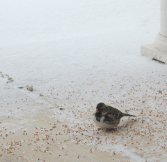 Harris-sparrow-during-icestorm