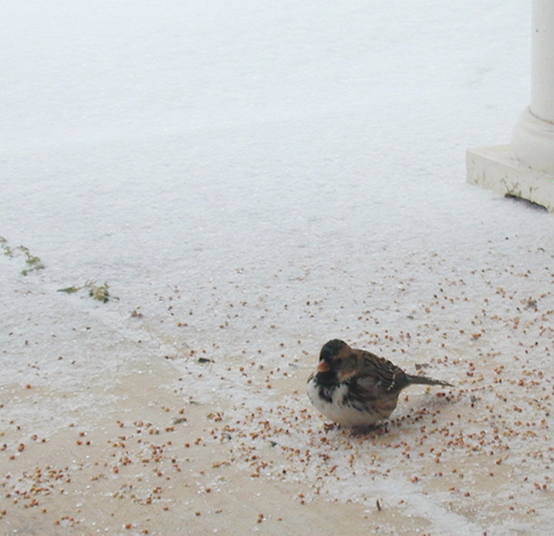 Harris-sparrow-during-icestorm.jpg