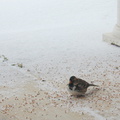 Harris-sparrow-during-icestorm