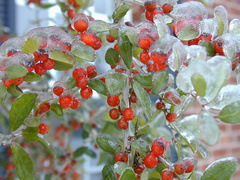 Ilex berries ice1