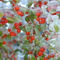 Ilex berries ice1