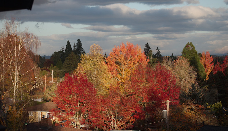 fall-colors-Corvallis-Oregon-2014-11-09-IMG_0309..jpg