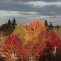 fall-colors-Corvallis-Oregon-2014-11-09-IMG 0309.
