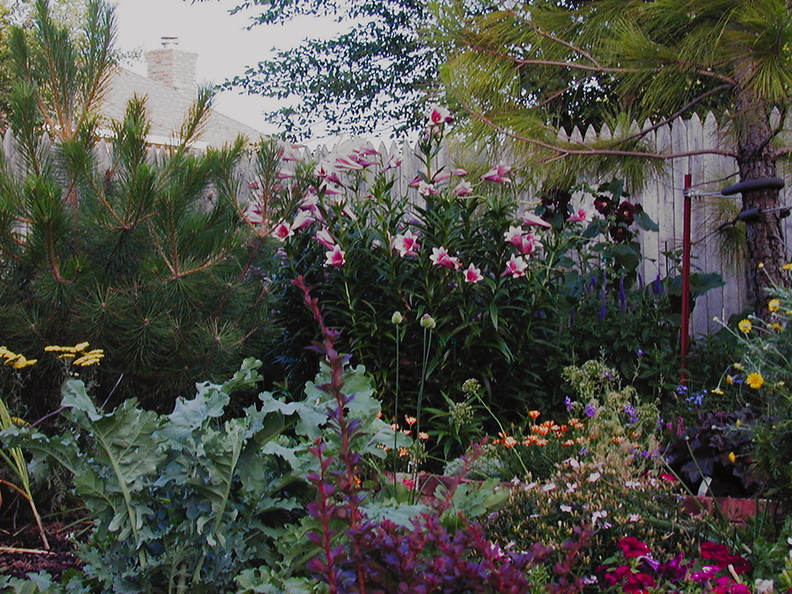 garden biglilies 03vi01