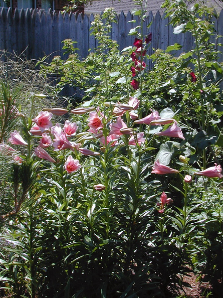 garden lilies1