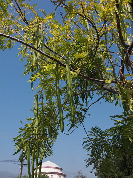 indet-legume-bignon-tree-long-angled-pods-Pasadena-2011-10-15-IMG_9877.jpg