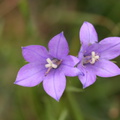 purple-wildflower-meadow-Sunrise-Point-Bryce-img_1024.jpg