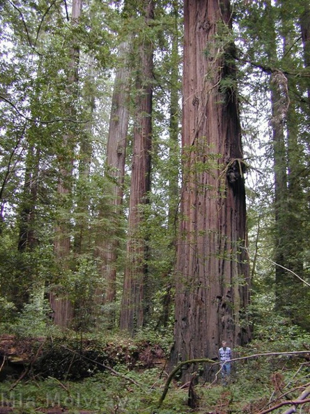 redwoods_pk2-OR-2000-08-05.jpg