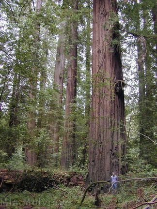redwoods pk2-OR-2000-08-05