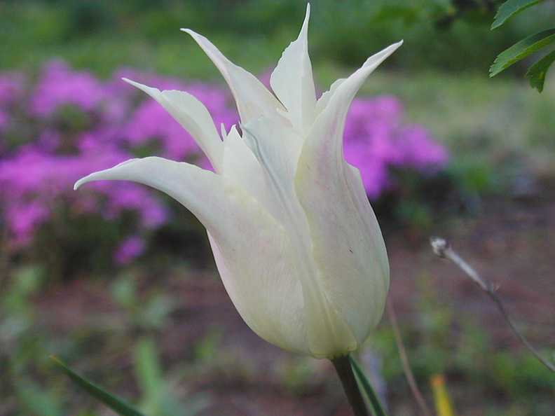 tulip lily flwrd2