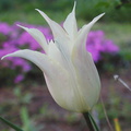 tulip lily flwrd2